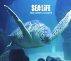 ニュージーランド留学　アクティビティ　水族館
