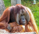 夏休み短期留学　動物園