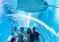 中高校生　ケアンズ留学　水族館訪問